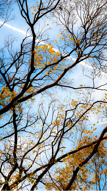 일본,오사카,하늘,하늘길,나무,나뭇가지,낙엽,겨울하늘,japen,osaka,sky,wintersky