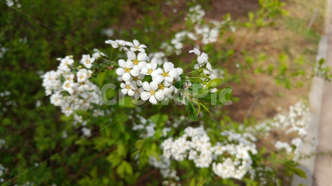 꽃,들꽃,조팝나무,흰색,식물,flower,잎,하얀색꽃
