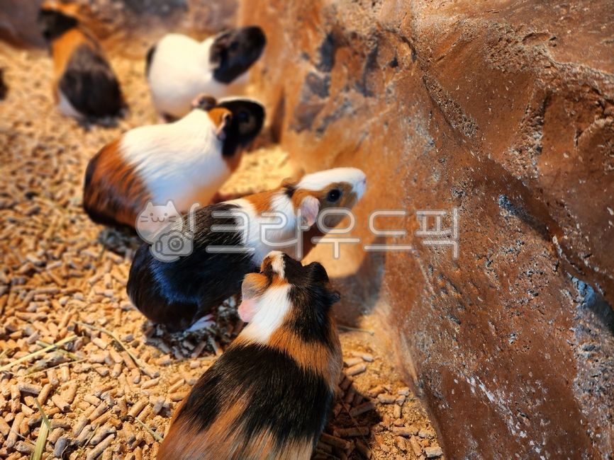 Guinea pig,animal,small animal,indoor zoo,hamster
