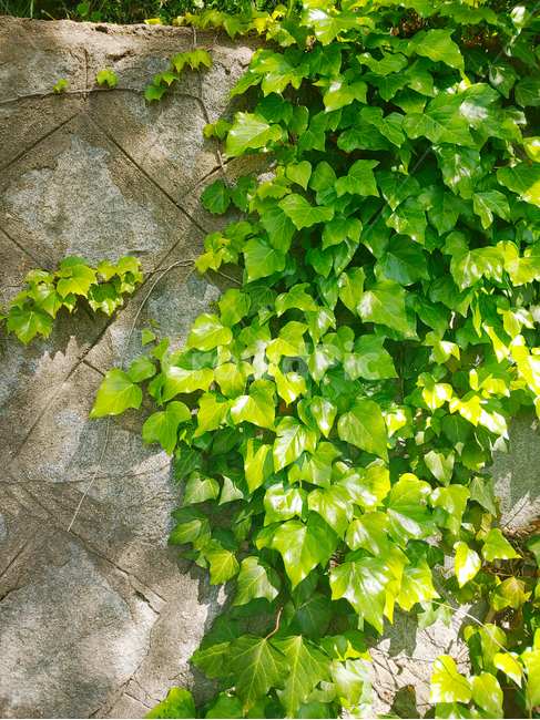 담벼락,벽,덩굴식물,담쟁이덩굴,덩굴,climbingplant,wall,식물,자연,plants,nature