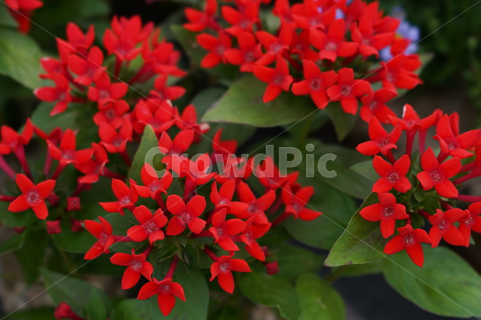 꽃,봄,빨간색,빨간꽃,계절,식물,plent,flower,자연