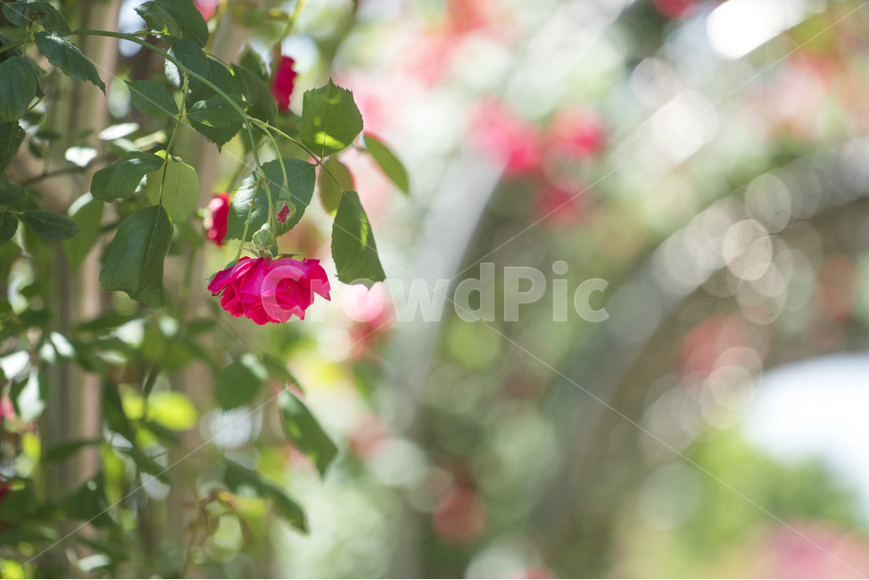 자연,봄,꽃,감성,장미,식물,자연,plants,nature,꽃,flower,감성,sensible,feeling