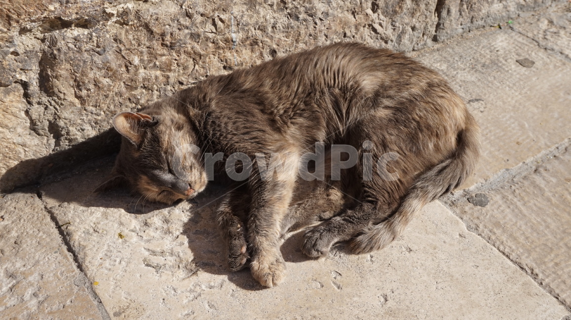 고양이,길고양이,귀여움,고양,냥냥,동물,동물,animal,포유류,mammal,고양이,cat,kitten,kitty