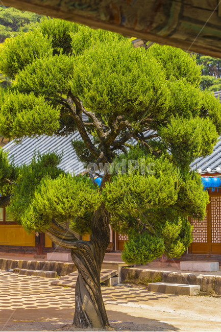 신륵사,향나무,고목,문화유산,보호수,사찰,관광명소,한국전통,한국문화,korean traditional,korean culture,식물,자연,plants,nature,나무,trees,wood