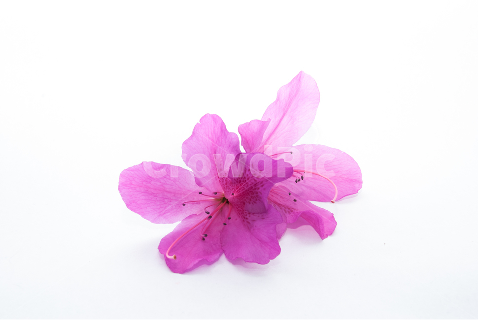 산철쭉,철쭉,누끼,배경,봄,꽃,생화,식물,조경,핑크,분홍,spring,season,flowe,자연,향기,아름다운,화사한,봄꽃,꽃잎,스튜디오,봄,계절,spring,season,식물,자연,plants,nature,꽃,flower,누끼,remove background,geranium,제라늄,plant,blossom