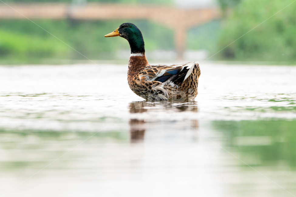 오리,새,조류,동물,철새,야생동물,자연,생태,생태계,bird,duck,animal,mallard,동물,animal,조류,새,birds