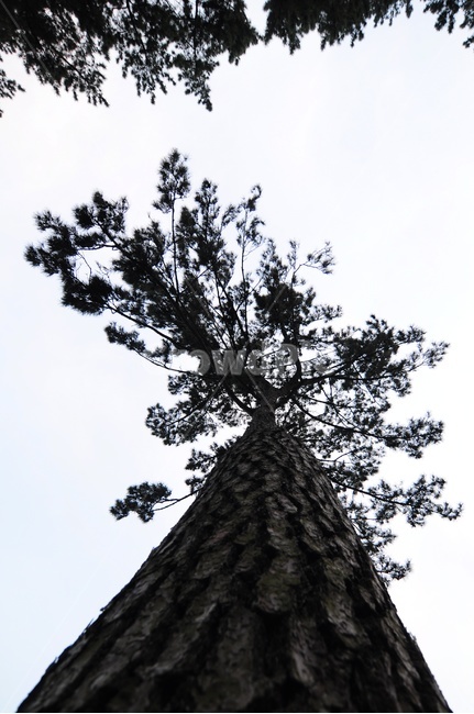 plant,식물,tree,나무,treetrunk,나무줄기