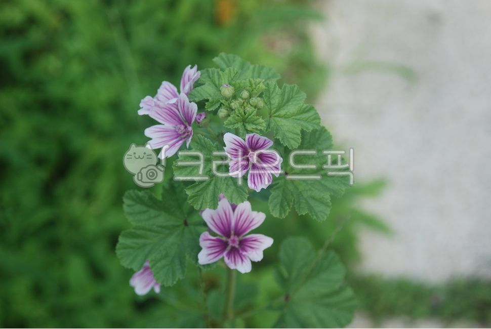 당아욱꽃,금규,말로우꽃,동규자,아욱꽃