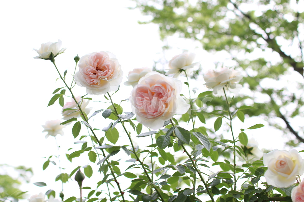 장미축제,장미,꽃,플라워,하얀장미,rose,flower