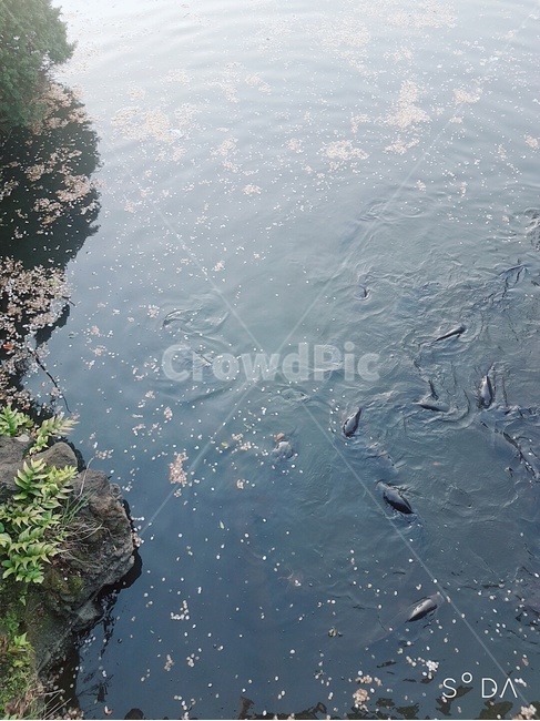 물,물고기,연못,정원,자연,호수,water,가을,자연,풍경,nature,landscape,outdoors,옥외,land,땅