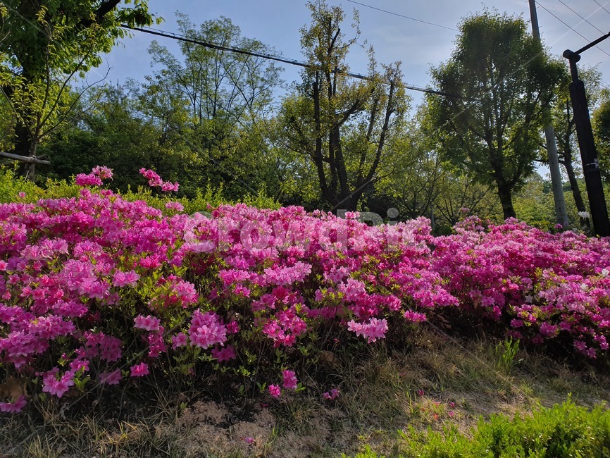 날씨,꽃,도심속꽃,꽃공원,꽃장식,식물,자연,plants,nature,꽃,flower
