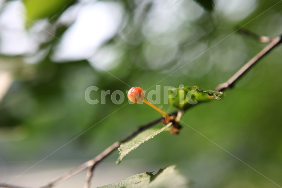 나뭇가지,감성,잎사귀,강조,꽃사과,식물,자연,plants,nature,과일,열매,fruit