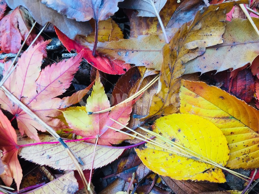 automnleaves,가을,나뭇잎,낙엽,단풍,가을,계절,fall,autumn,season,leaf,잎,plant,식물,tree,나무