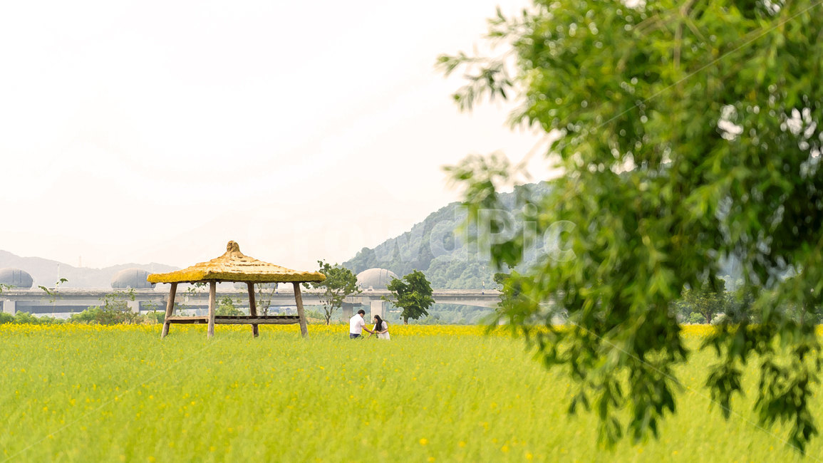 유채꽃,유채꽃밭,노랑,꽃밭,자연,풍경,봄