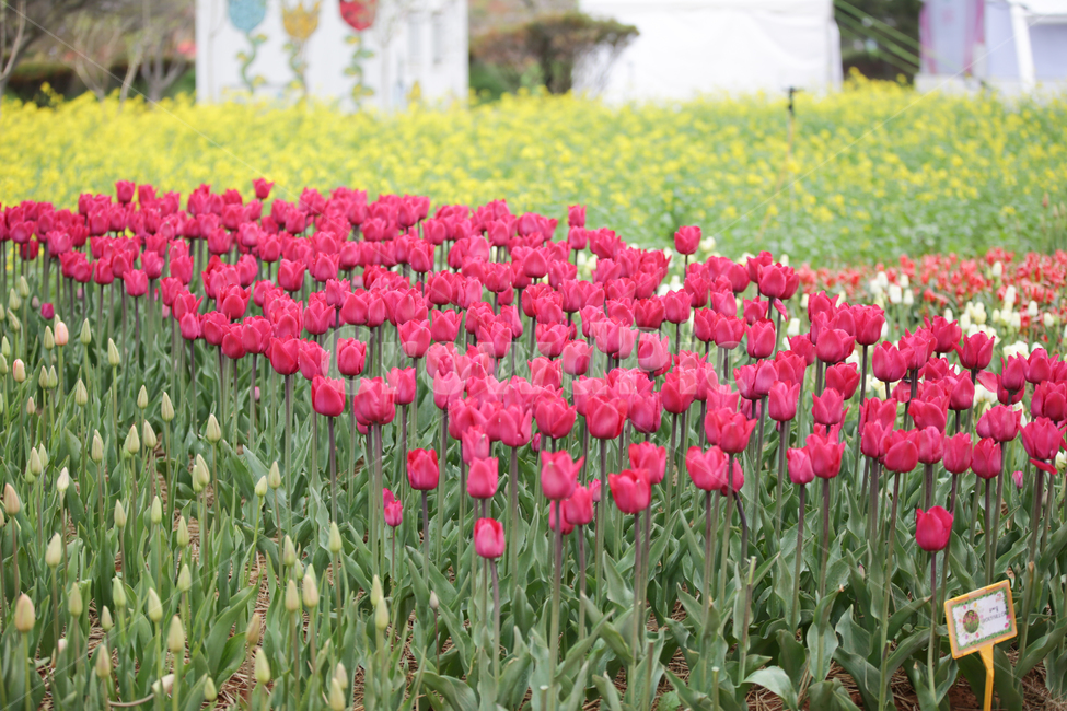 튤립,튤립축제,태안튤립축제,tulip,백합목,백합과,봄꽃,봄,계절,spring,season,식물,자연,plants,nature,꽃,flower,plant,blossom