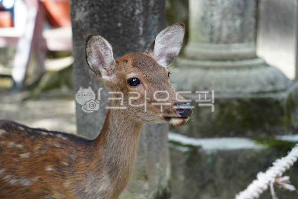 사슴,동물,나라공원,일본사슴공원,노루,사슴공원,공원,귀여운,일본,고라니,deer,nara,animal,japan