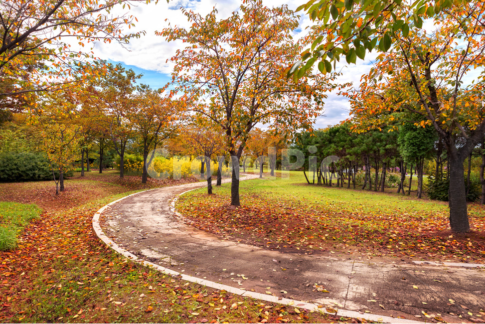 단풍,낙엽,가을,산책길,공원,잔디,노랑,빨강,tree,나무,plant,식물,leaf,잎,오솔길,가을,계절,fall,autumn,season,자연,풍경,nature,landscape
