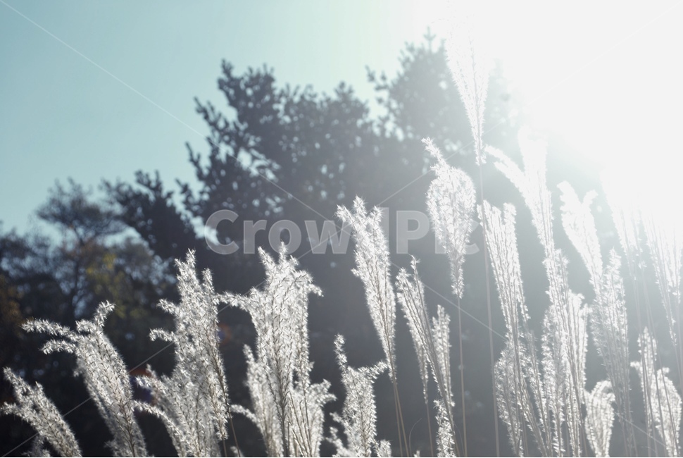 햇살,가을,억새,자연,풍경,가을,계절,fall,autumn,season,휴식,힐링,rest,relaxation,healing,nature,ice,빙,outdoors,옥외,snow,눈