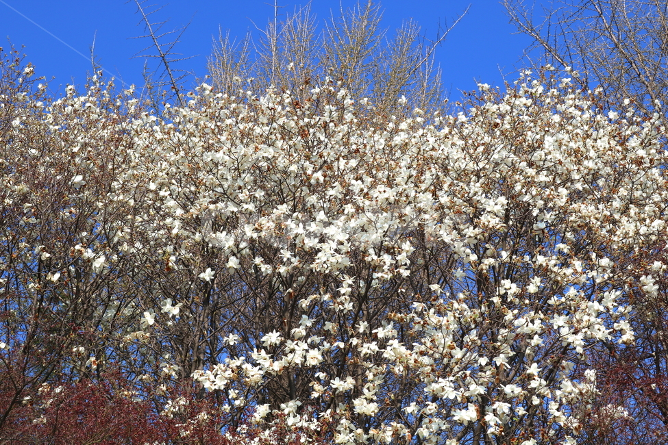 목련,꽃,목련꽃,나무,식물,흰꽃,봄,자연,식물,자연,plants,nature,꽃,flower