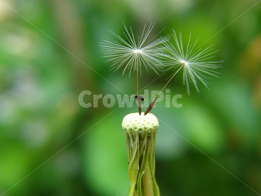 민들레,홀씨,민들레홀씨,약용식물,씨앗,식물,자연,plants,nature