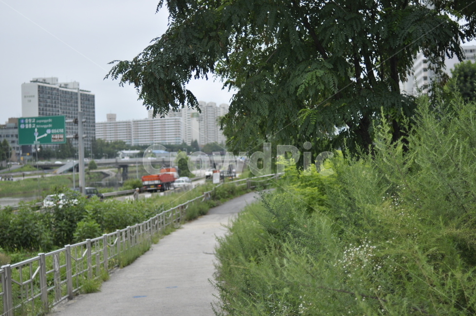 길,풍경,여름,나무,녹음,도심속풍경,도시,자연,풍경,nature,landscape