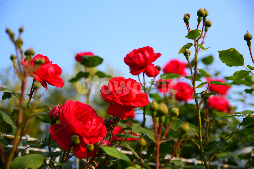 장미,빨간,봉우리,꽃,하늘,꽃봉우리,red,rose,꽃잎,잎,초록,녹색,가시