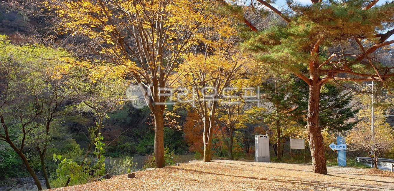 autumn, nature, beautiful, tree, background, 사진,이미지,일러스트,캘리그라피 ...