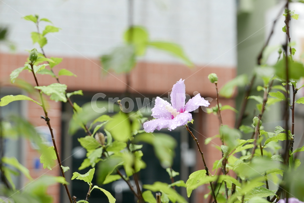 꽃,무궁화,식물,대한민국,plants,nature,flower