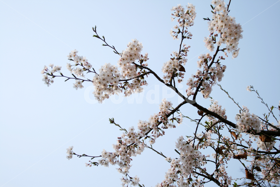 벚꽃,봄,봄날,감성,spring,flower,풍경,식물,꽃,분홍색,봄,계절,spring,season,식물,자연,plants,nature,꽃,flower,plant,blossom