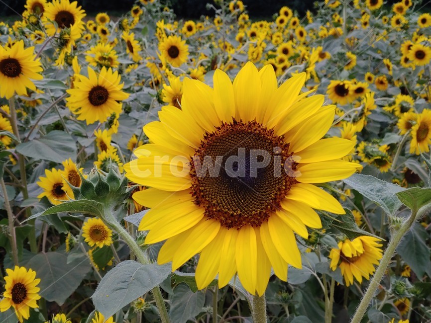 해바라기,노랑,들판,개화,만개,활짝,강렬,해,sunflower,sun,yellow,green,bloom,blooming