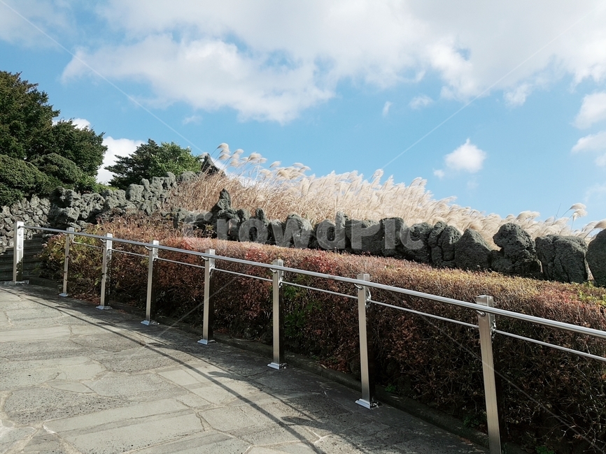 제주도,산굼부리,자연배경,갈대,파란하늘,자연,풍경,nature,landscape