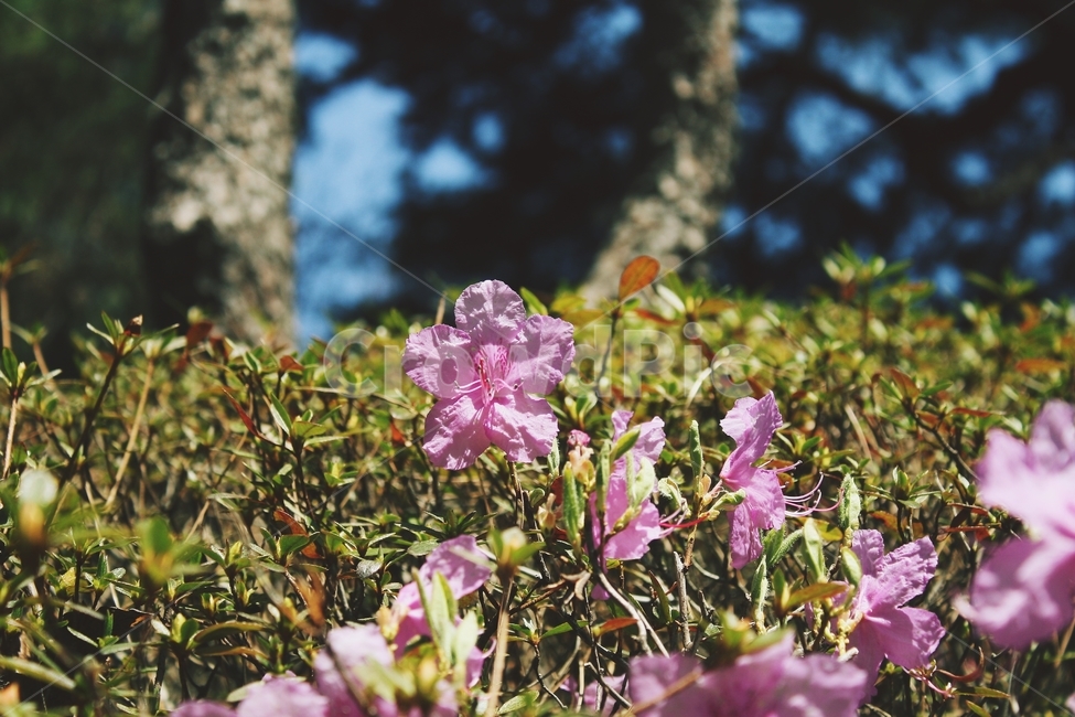 plant,식물,blossom,꽃,flower