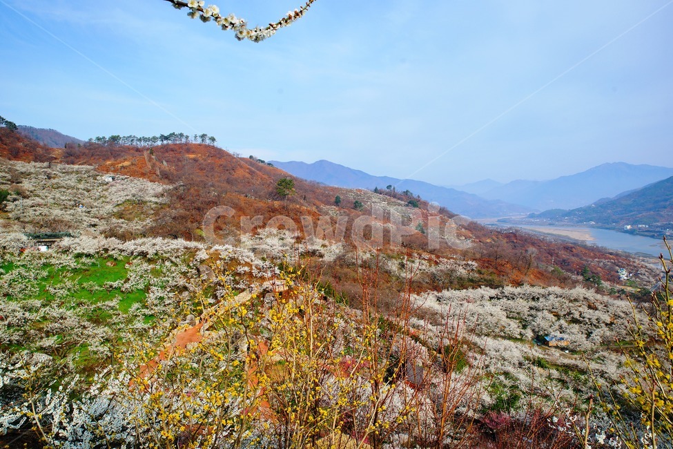 매화마을,봄,다압면,풍경,꽃,광양시,봄,계절,spring,season,자연,풍경,nature,landscape,outdoors,옥외,plateau,고원