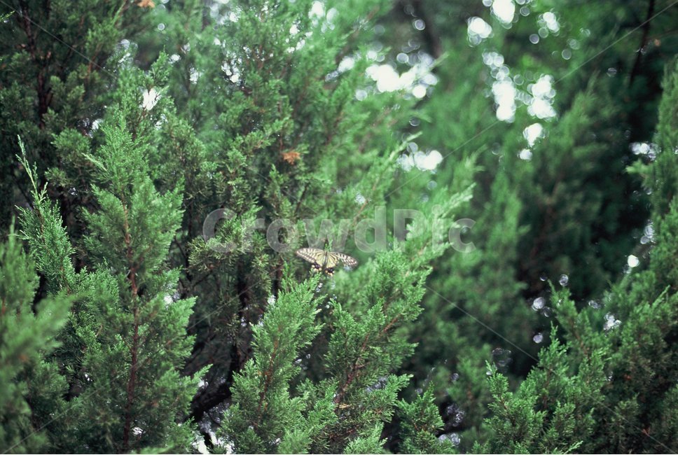 필름카메라,필름,나비,나무,자연,풍경,식물,자연,plants,nature