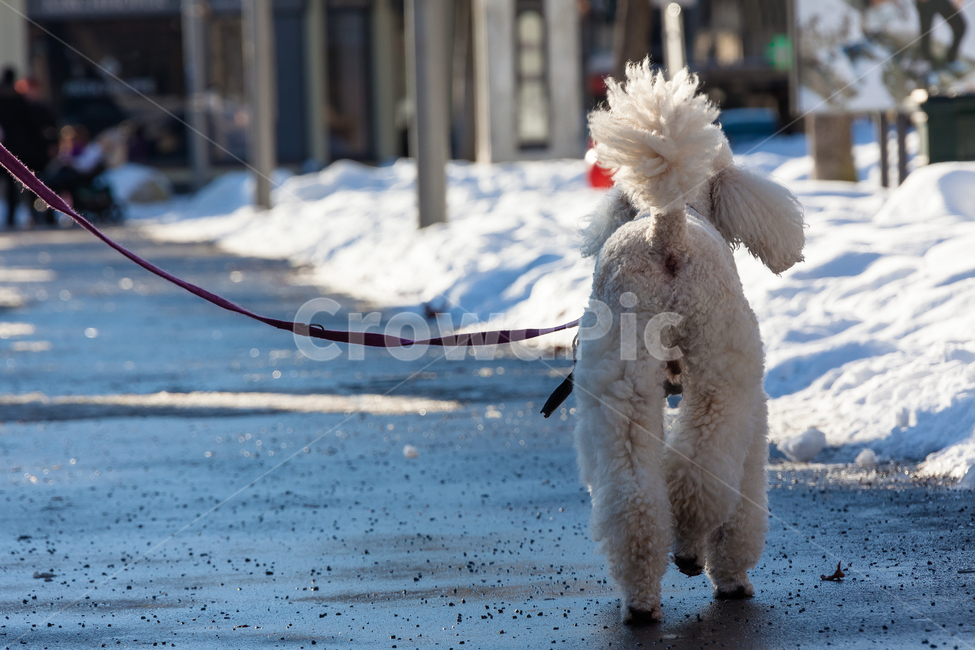 개,겨울,눈,날씨,공원,얼음,겨울,계절,winter,season,동물,animal,포유류,mammal,개,강아지,dog,doggy