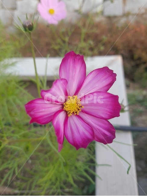 식물,꽃,flower,화분,코스모스