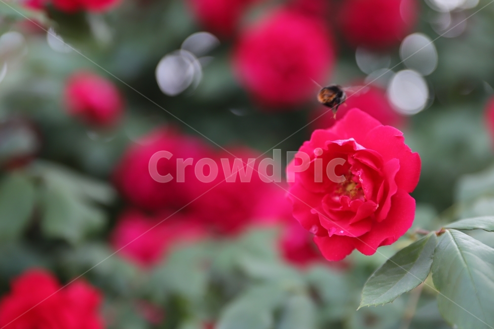 장미,빨강,벌,꽃,곤충,자연,식물,자연,plants,nature,꽃,flower,동물,animal,곤충,벌레,insect,bug