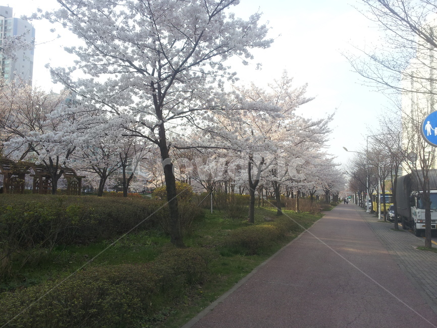 plant,식물,blossom,벚꽃,cherryblossom,flower,꽃,봄