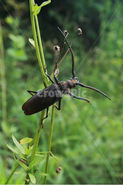 버들하늘소,딱정벌레목,하늘소과,곤충,동물,자연,동물,animal,곤충,벌레,insect,bug
