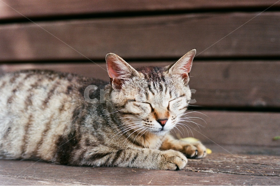 고양이,길고양이,동물,필름사진,cat,낮잠,잠,film,동물,animal,포유류,mammal,고양이,cat,kitten,kitty