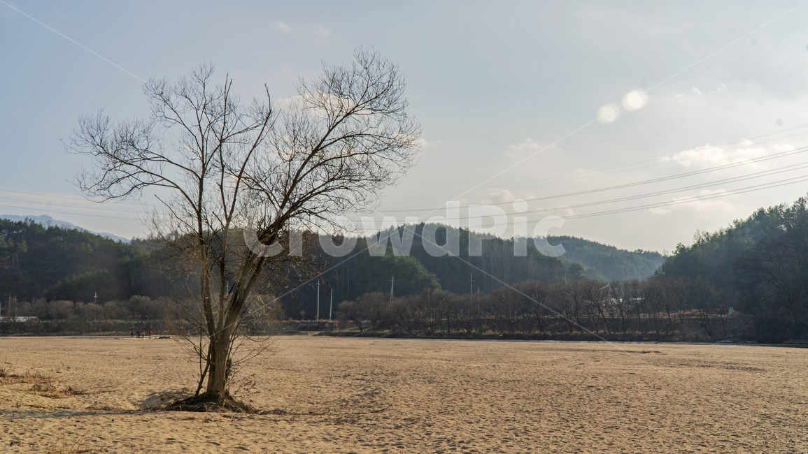 외나무,나무,외톨이나무,자연,하늘,cloud,sky