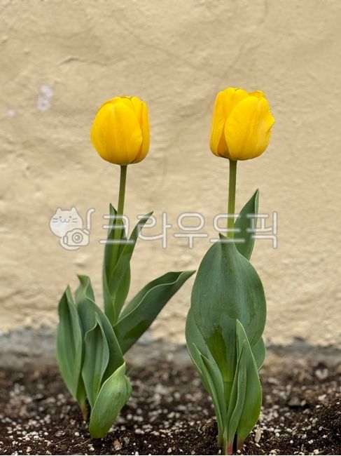 tulip,튤립,flower,꽃,노란꽃,정원