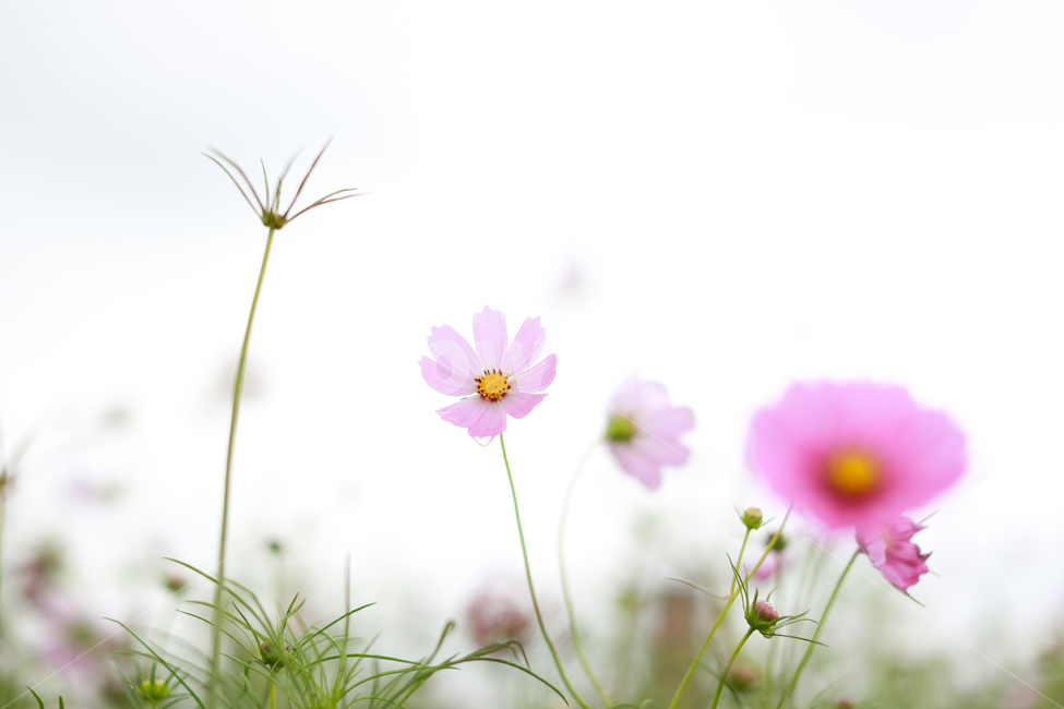 코스모스,꽃,식물,cosmos,flower,가을,계절,fall,autumn,season,식물,자연,plants,nature,꽃,flower,plant,daisy,데이지,daisies,blossom