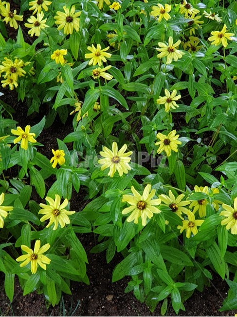 백일홍,여름꽃,식물,국화과,작은잎백일홍,식물,자연,plants,nature,꽃,flower