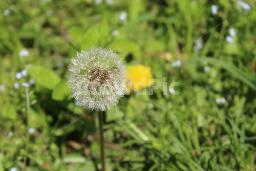 plant,식물,flower,꽃,blossom,민들레,홀씨,흰색,초록색,야외,공원