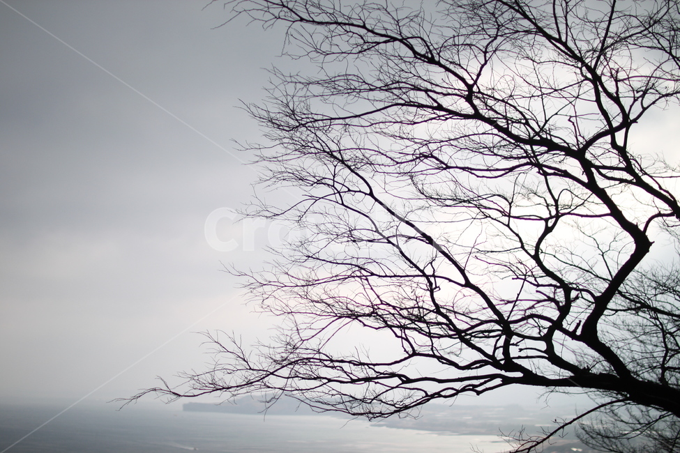 나무,역광,바다,tree,구름,뿌연