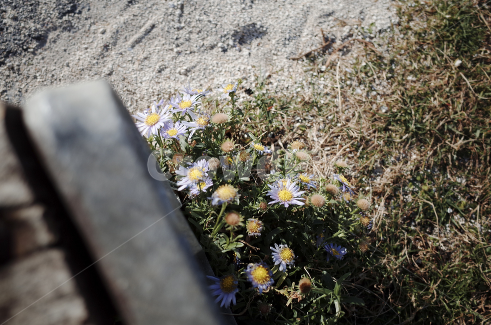 꽃,flower,color,색,plant,daisy,데이지,daisies,보라색,보라,보라색꽃,해변,벤치,식물,자연,plants,nature,꽃,flower
