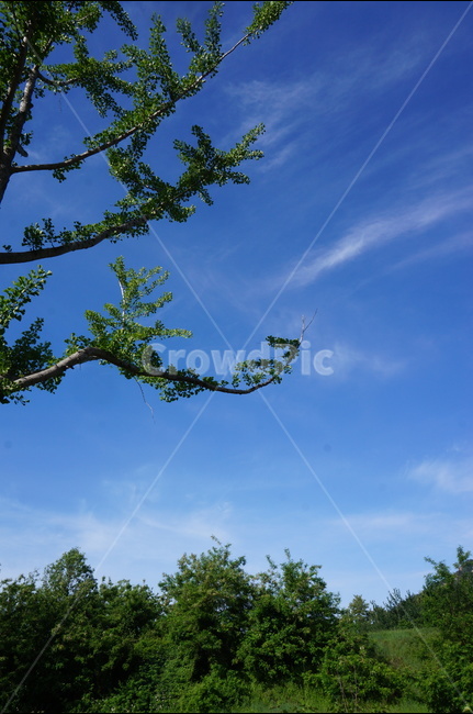 나무,파랑하늘,봄,맑음,풍경,자연,자연,풍경,nature,landscape,tree,plant,식물