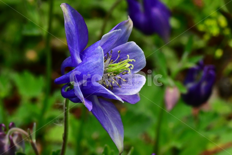 꽃,야생화,자연,식물,파랑,식물,자연,plants,nature,꽃,flower