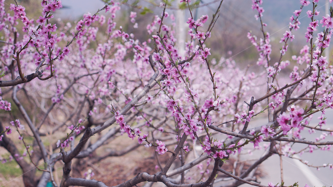 plant,식물,flower,blossom,복숭아꽃